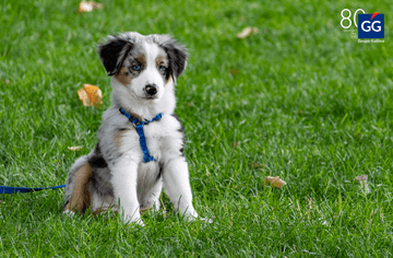 El nuevo seguro que estás obligado a contratar si tienes un perro en 2023 2