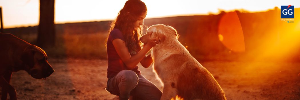 Aumenta la contratación de seguros para perros tras la obligación de cubrir su RC