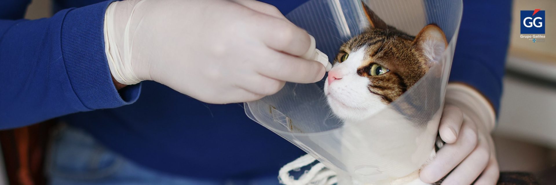 El coste medio de los siniestros de mascotas alcanza los 239 euros